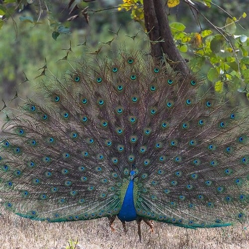 Peacock in the wild and plush