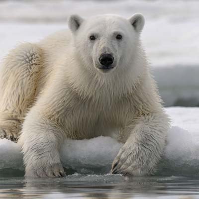 A polar bear on ice