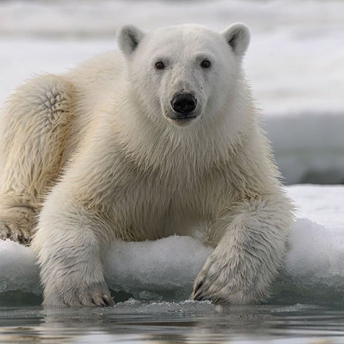 Polar Bear in the wild and plush