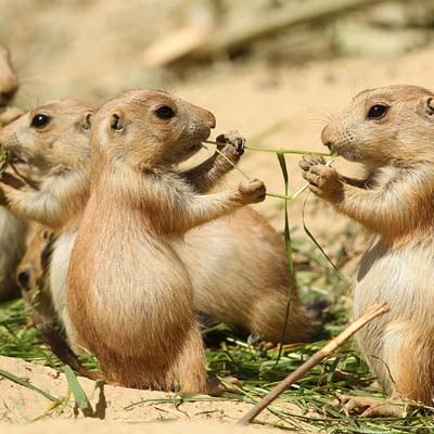 Prairie Dog in the wild and plush