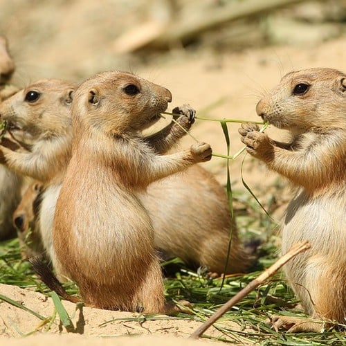 Prairie Dog in the wild and plush