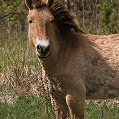 Przewalski's Horse in the wild and plush