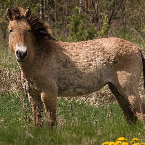 Przewalski's Horse in the wild and plush