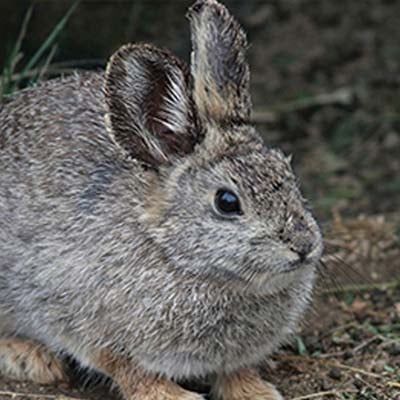 Pygmy Rabbit in the wild and plush