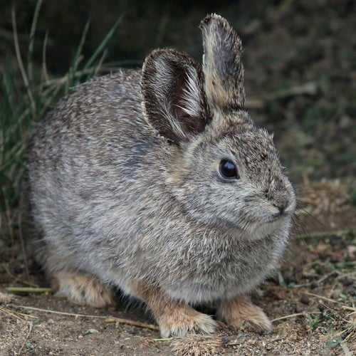 Pygmy Rabbit in the wild and plush