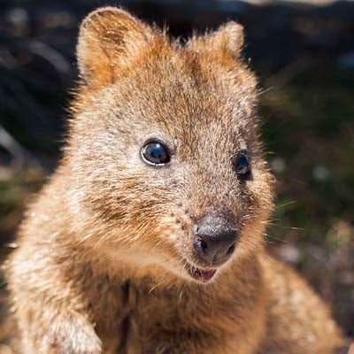 Quokka in the wild and plush