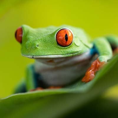 A vibrant green tree frog with striking red eyes is perched on a leaf against a blurred green background.