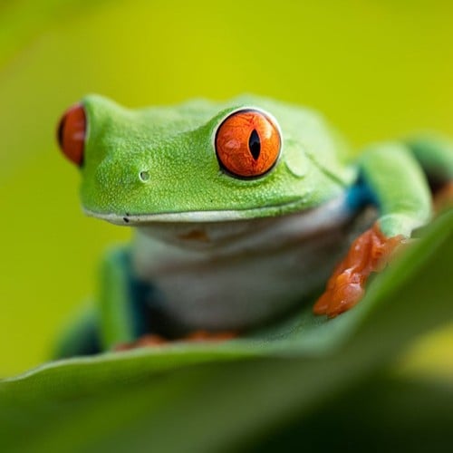 Red-eyed Tree Frog in the wild and plush