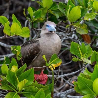 Red-footed Booby in the wild and plush