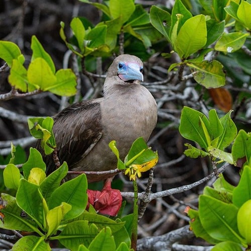 Red-footed Booby in the wild and plush