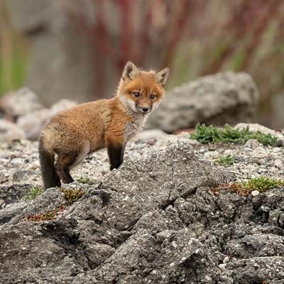 Red Fox in the wild and plush