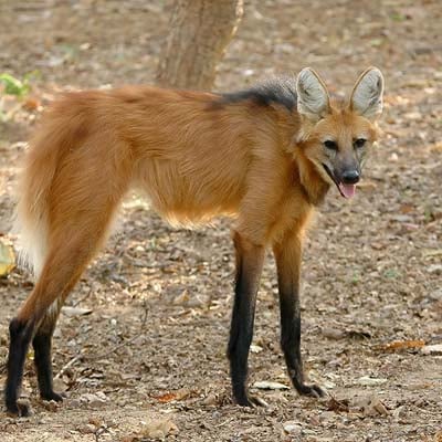 Red-maned Wolf in the wild and plush