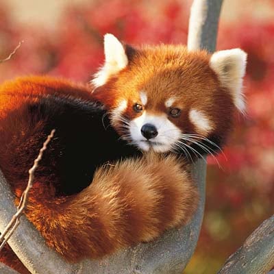 A red panda is resting on a tree branch with vibrant red foliage in the background.