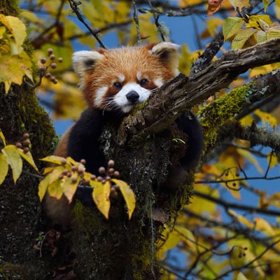 Red Panda in the wild and plush