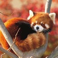 $50 Red Panda Mini Adoption Kit