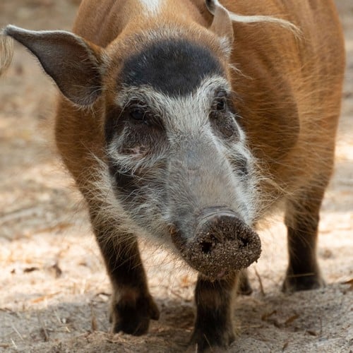Red River Hog in the wild and plush