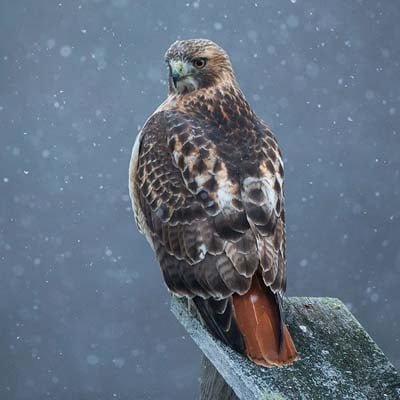 Red-tailed Hawk in the wild and plush