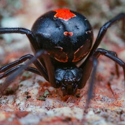 Redback Spider in the wild and plush