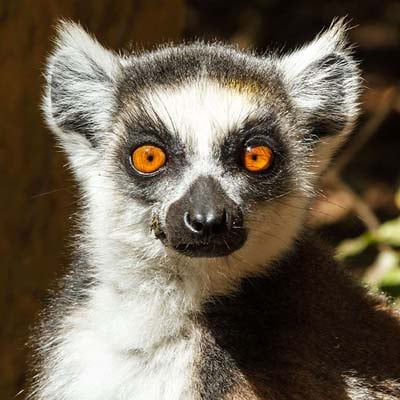 Ring-tailed Lemur in the wild