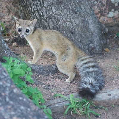 Ringtail in the wild and plush