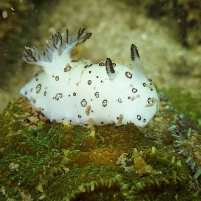 A white sea slug with black spots and feathery gills sits on a green, algae-covered surface underwater.
