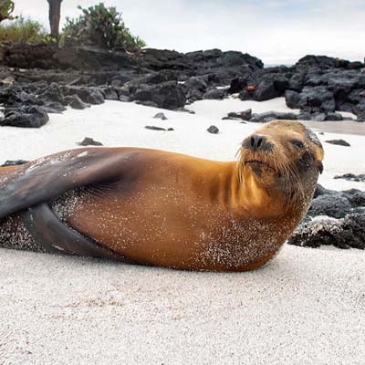 Sea Lion in the wild and plush