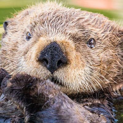 A close-up of a wet sea otter gazing directly at the camera.