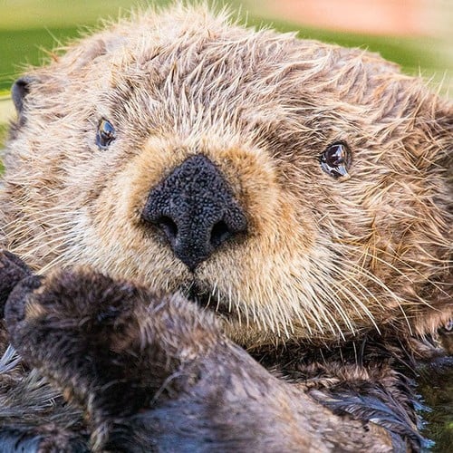Sea Otter in the wild and plush