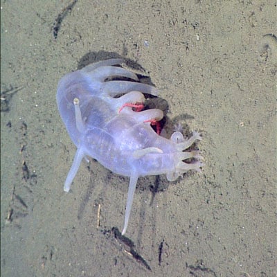 Sea Pig in the wild and plush
