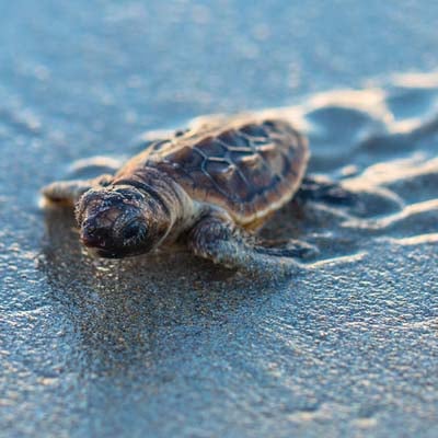 A baby sea turtle crawls across wet sand toward the water.