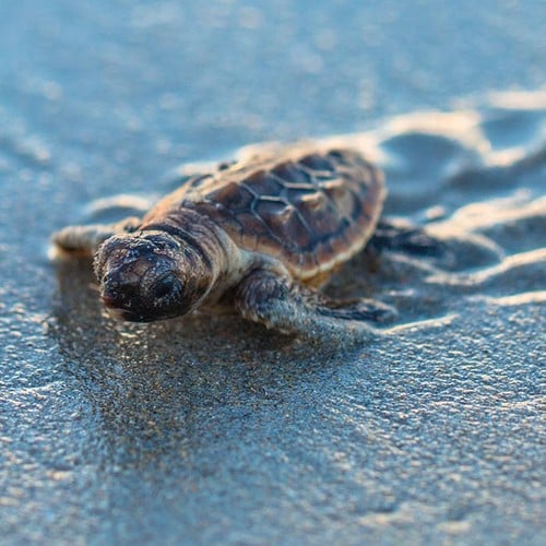 Sea Turtle Hatchling in the wild and plush