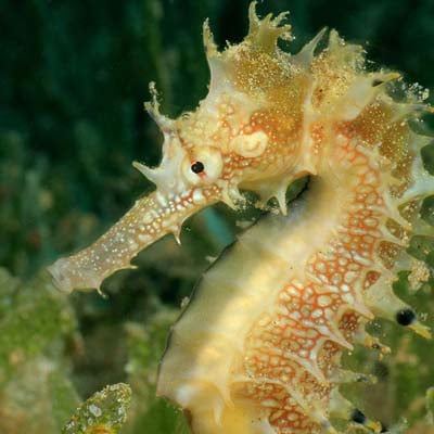 Seahorse in the wild and plush