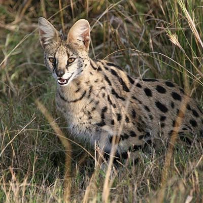 Serval in the wild and plush