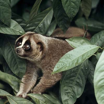 Slow Loris in the wild and plush