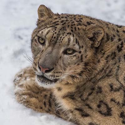 Snow Leopard in the wild and plush