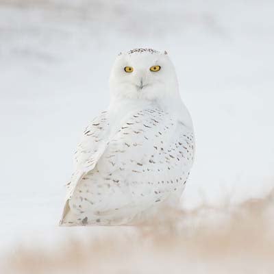 Snowy Owl in the wild and plush