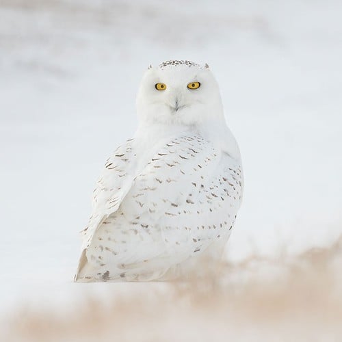 Snowy Owl in the wild and plush