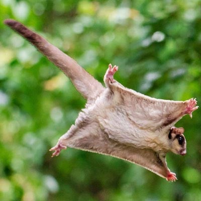 Sugar Glider in the wild and plush