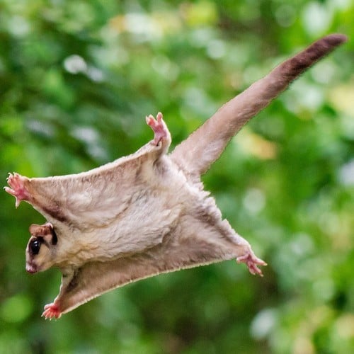 Sugar Glider in the wild and plush