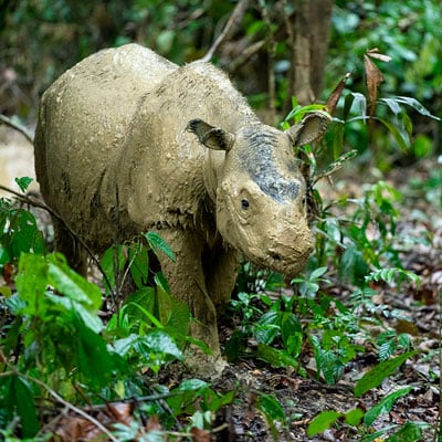 A muddy rhino is walking through a lush, green forest.
