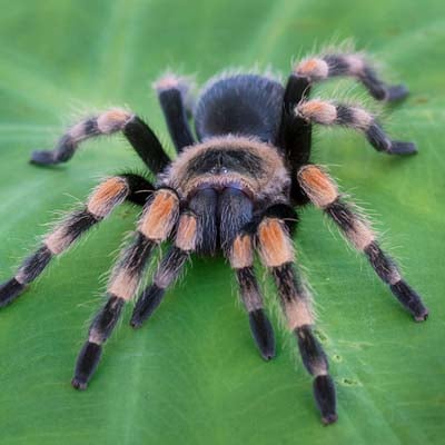 Tarantula in the wild and plush