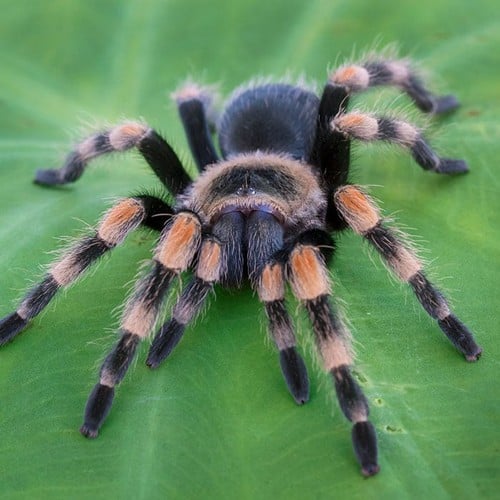Tarantula in the wild and plush