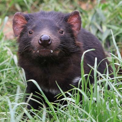 Tasmanian Devil in the wild and plush