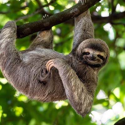 Three-toed Sloth in the wild and plush