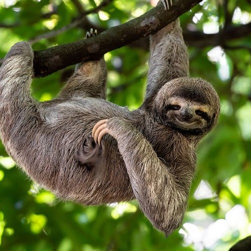 Three-toed Sloth in the wild and plush