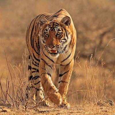 A tiger walking in the wild