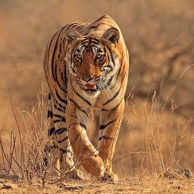Tiger in the wild and plush