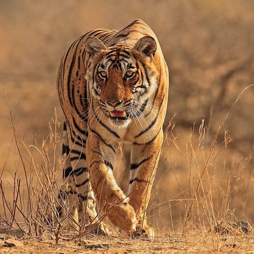Tiger in the wild and plush