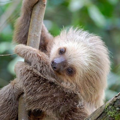 Two-toed Sloth Cub in the wild and plush