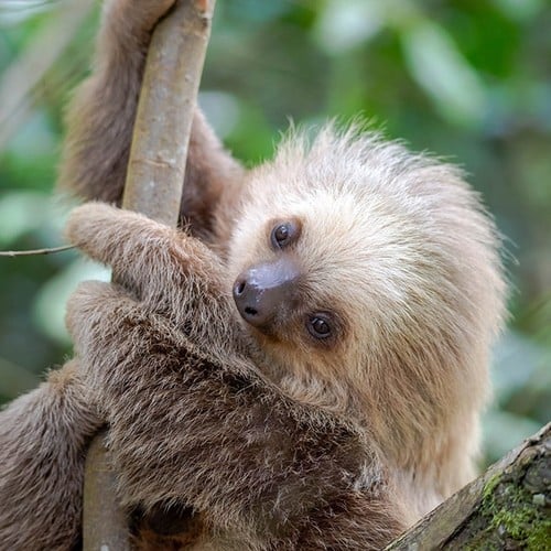 Two-toed Sloth Cub in the wild and plush